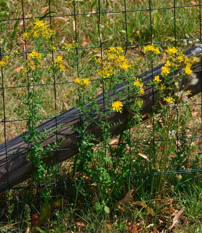 Hypericum perforatum